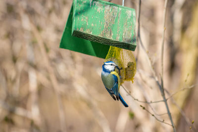 Close-up of bird perching on feeder