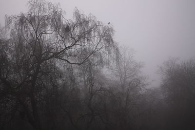 Low angle view of bare trees against sky