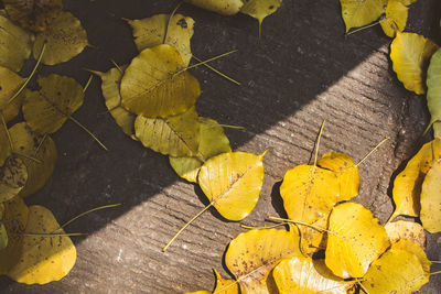 High angle view of yellow maple leaves on footpath