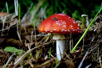 Close-up of fly agaric mushroom on field