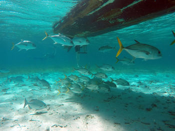 Fishes swimming in sea