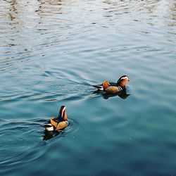 High angle view of duck swimming on lake