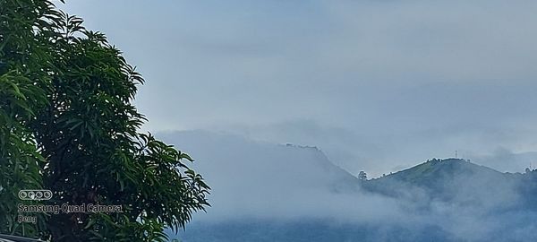 Low angle view of trees against sky