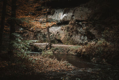 Water flowing through rocks in forest