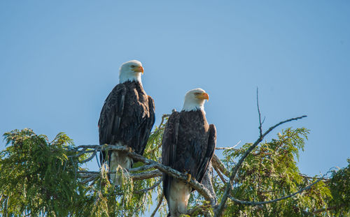 Low angle view of birds perching on tree against sky