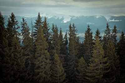 Old pines in highland forest landscape photo