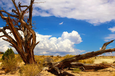 Trees on landscape against blue sky