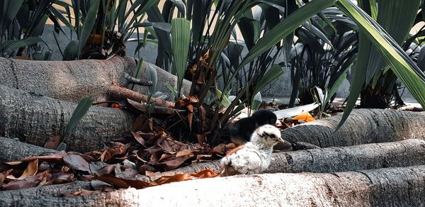 View of cat on log