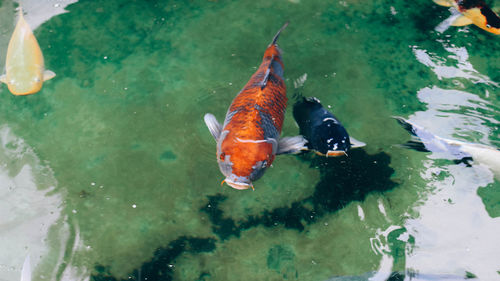 High angle view of koi carps swimming in lake