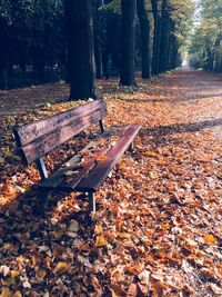 Autumn trees in park