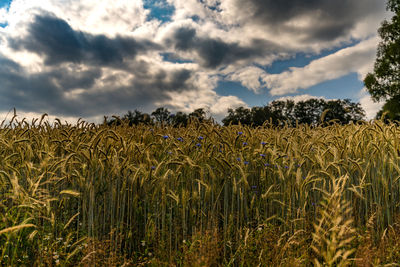 View of stalks in field against cloudy sky