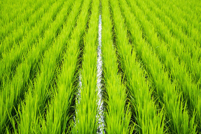 Full frame shot of corn field