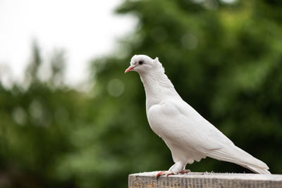 Close-up of seagull perching