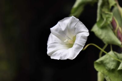 Close-up of white flowering plant against black background