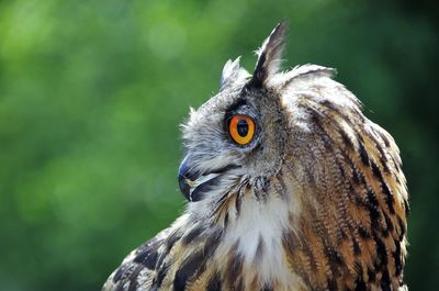 Close-up of a bird looking away