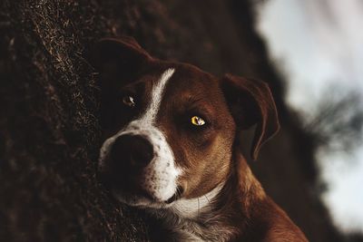 Close-up portrait of dog