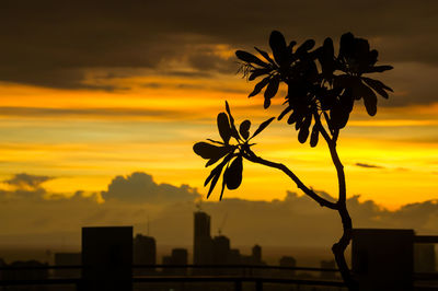 Silhouette tree against orange sky