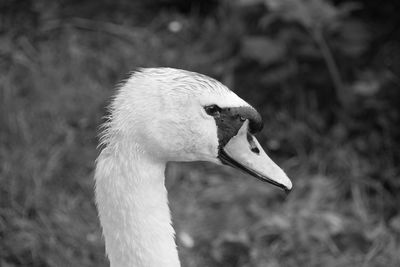 Close-up of swan