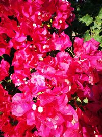 Close-up of pink bougainvillea