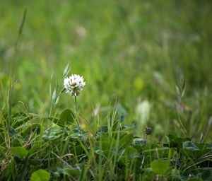 Close-up of white flowers growing on field