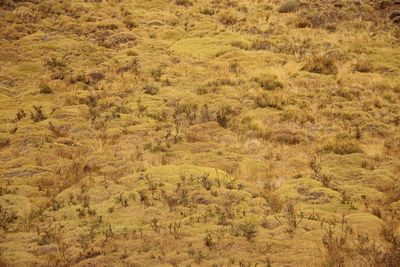 High angle view of trees growing in forest