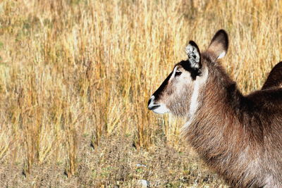 Side view of horse in grass