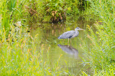 High angle view of gray heron perching on grass by lake
