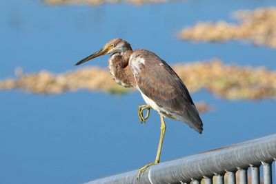 High angle view of gray heron perching