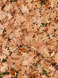 Full frame shot of dry maple leaves on field