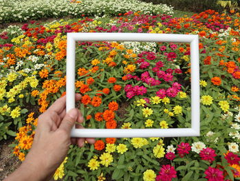 Midsection of person holding multi colored flowering plants