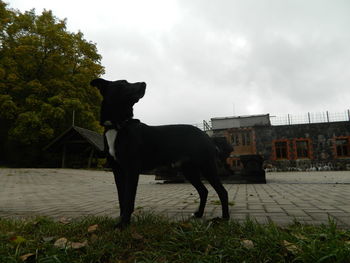 Black dog standing in front of built structure