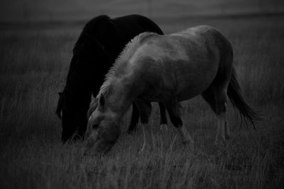 Horse grazing on field