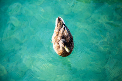 High angle view of duck swimming in lake