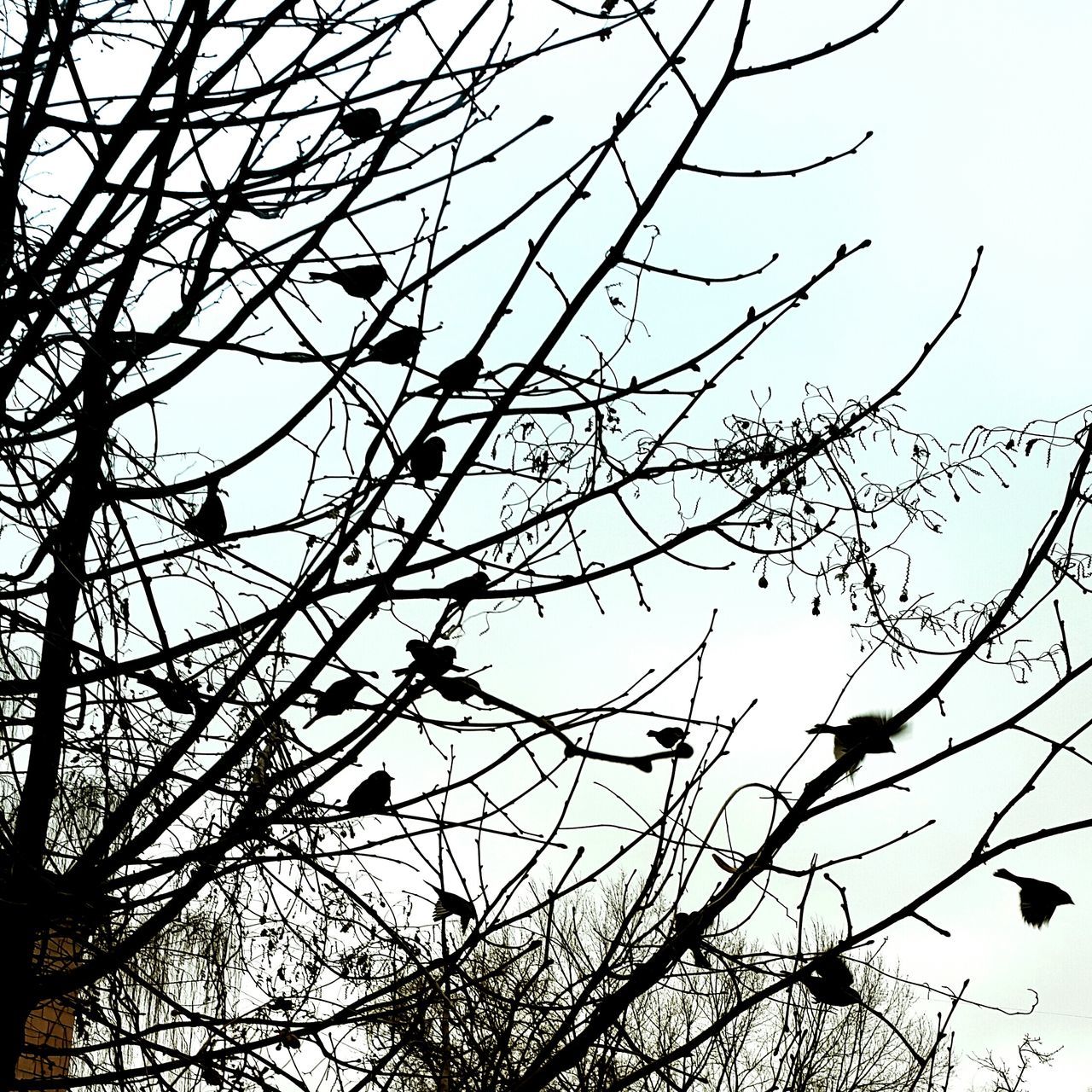 low angle view, branch, bare tree, tree, sky, silhouette, clear sky, nature, power line, bird, outdoors, high section, growth, day, no people, perching, twig, cable, beauty in nature, tranquility