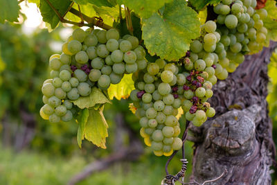 Riesling grapes at a vine close-up