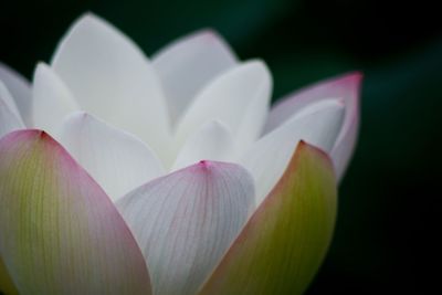 Close-up of lotus blooming outdoors