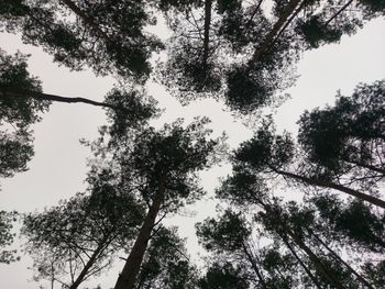 Low angle view of trees against sky