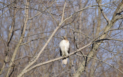 Low angle view of a hawk on bare tree