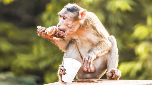 Close-up of monkey eating food while sitting on retaining wall