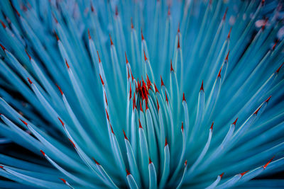 Full frame shot of a turquoise cactus