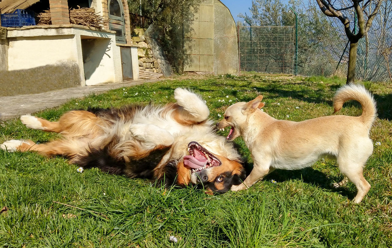 VIEW OF TWO DOGS ON GRASSLAND