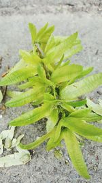 Close-up of plant