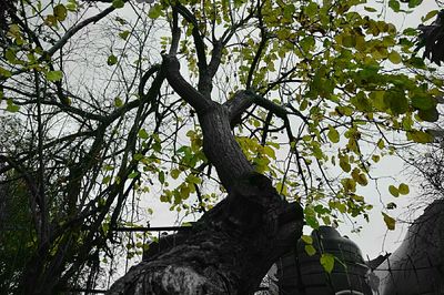 Low angle view of trees