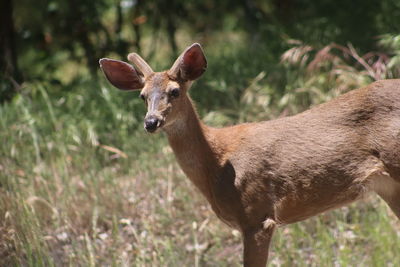 Portrait of deer standing on field