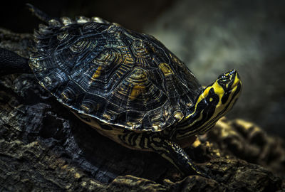 Rise up - close-up of tortoise on rock