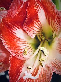 Close-up of red hibiscus blooming outdoors