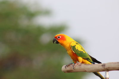 Close-up of parrot perching on leaf