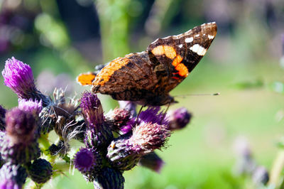 Close-up of butterfly on purple flower