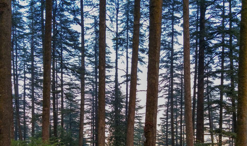 Pine trees in forest