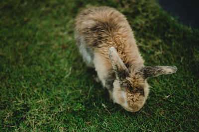 Close-up of rabbit